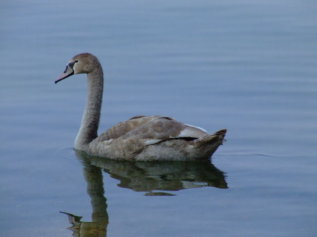 DSCF4112